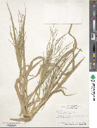 Panicum dichotomiflorum image