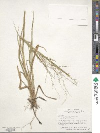 Panicum dichotomiflorum image