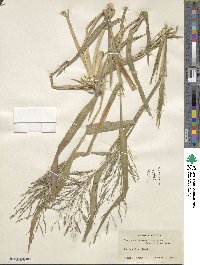 Panicum dichotomiflorum image