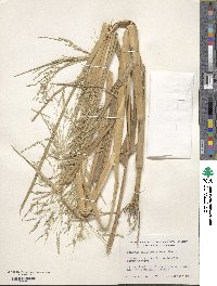 Panicum dichotomiflorum image