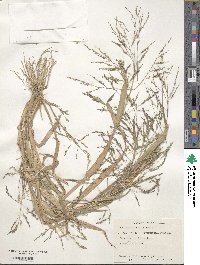 Panicum dichotomiflorum image