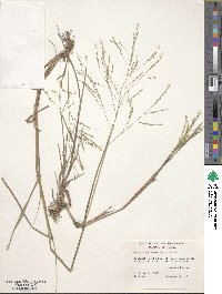 Panicum dichotomiflorum image