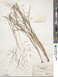 Panicum dichotomiflorum image