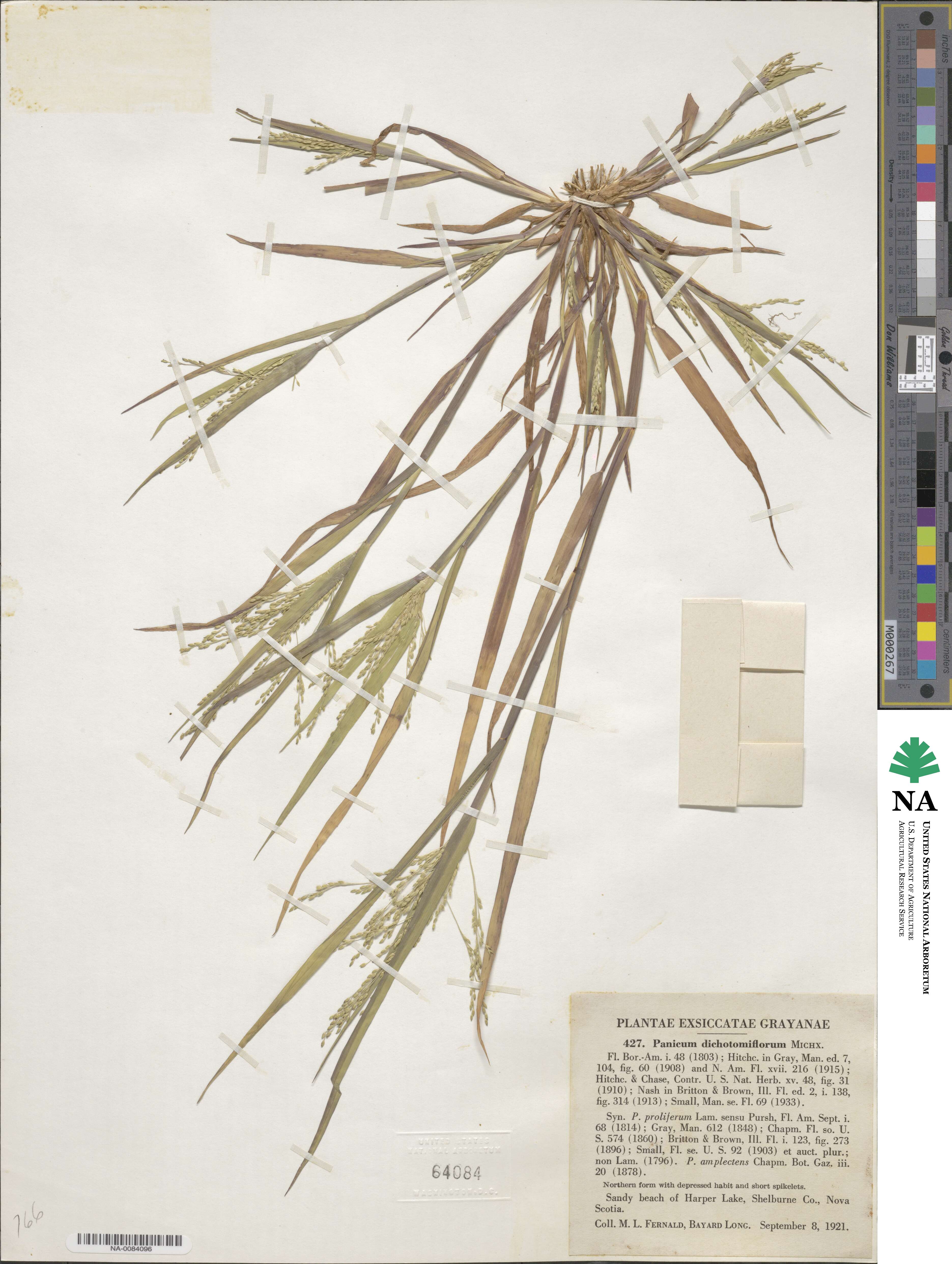 Panicum dichotomiflorum image