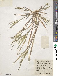 Panicum dichotomiflorum image