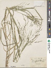 Panicum dichotomiflorum image