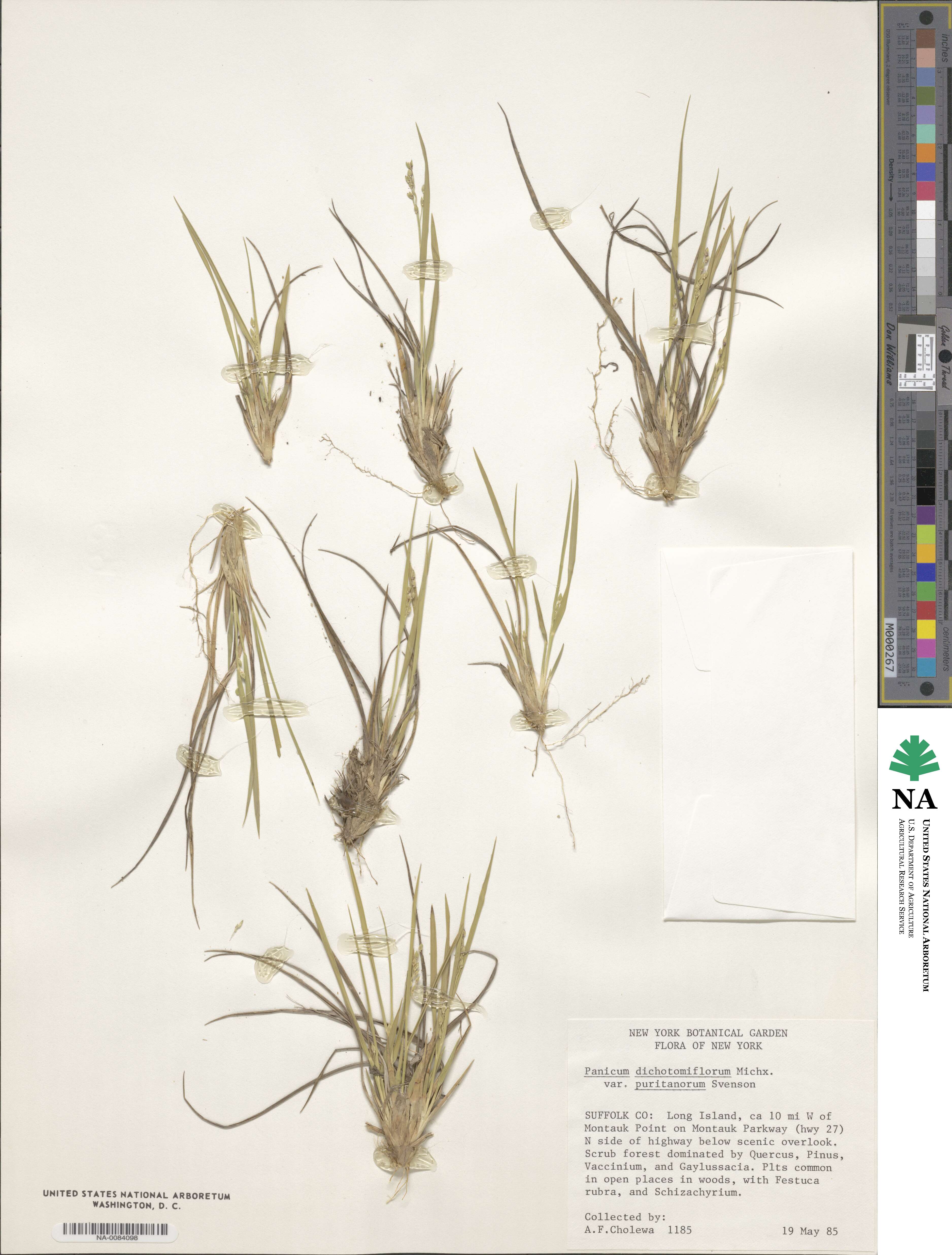 Panicum dichotomiflorum image