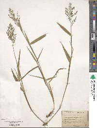 Panicum dichotomum image