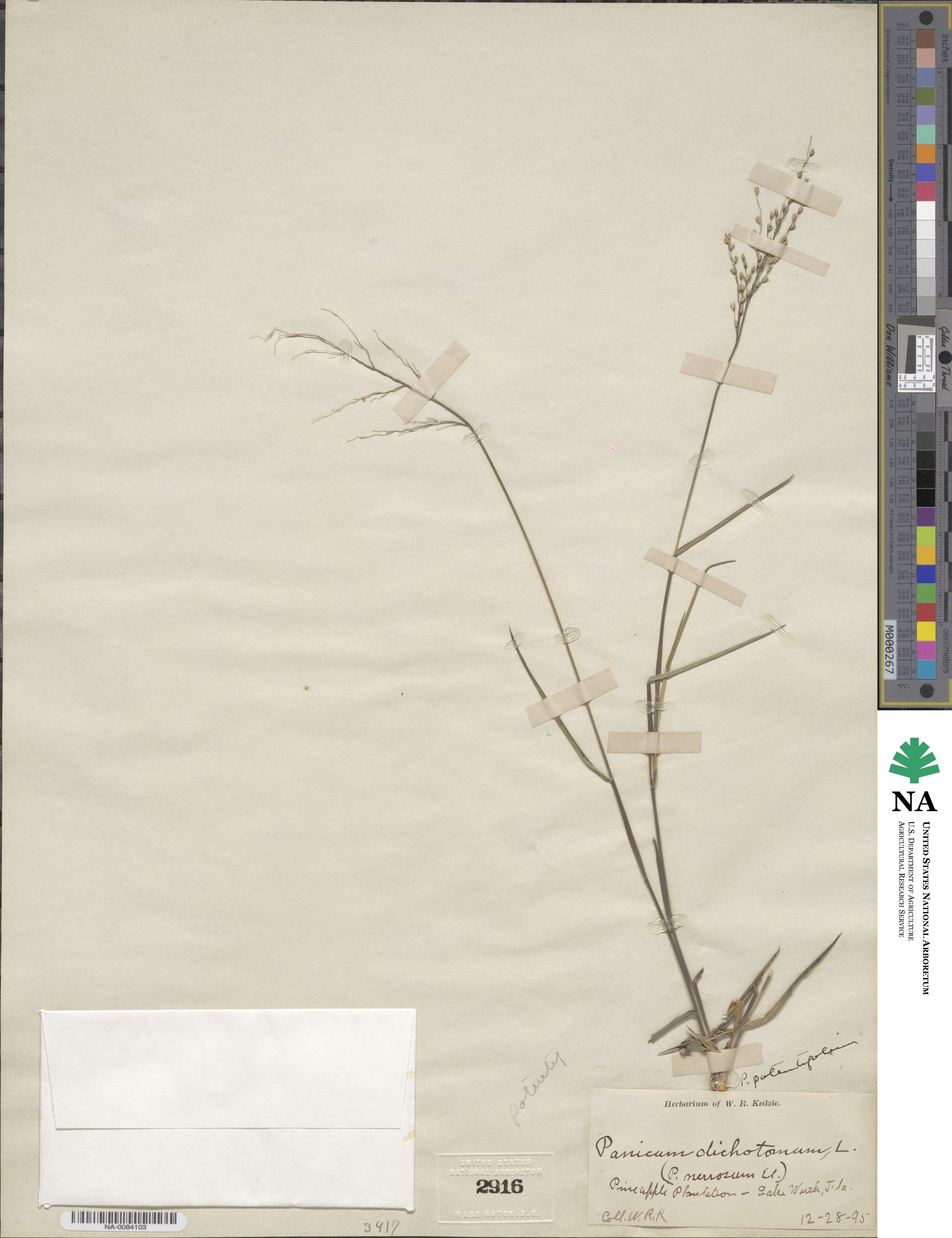 Panicum image