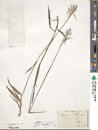 Panicum dichotomum image