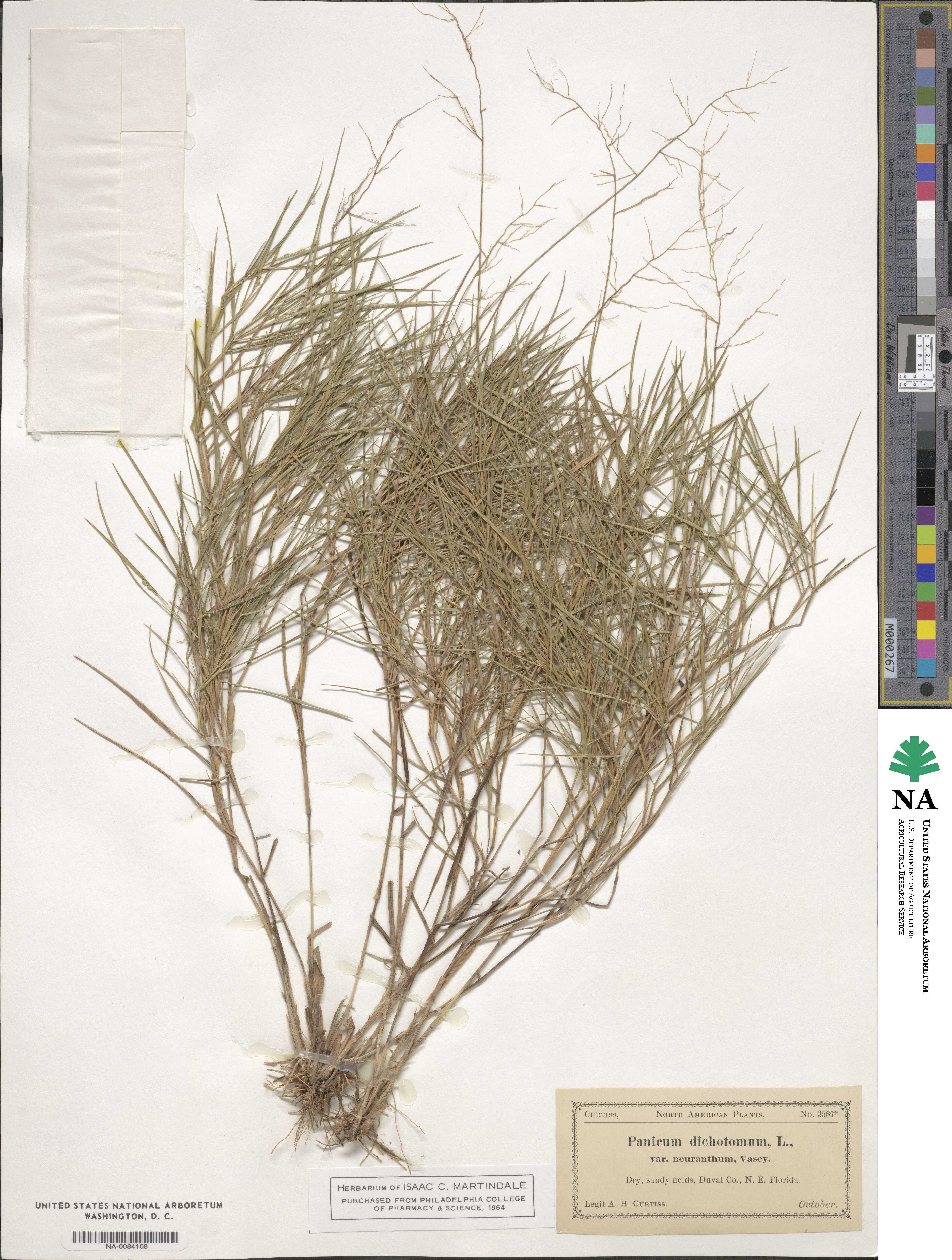 Panicum image