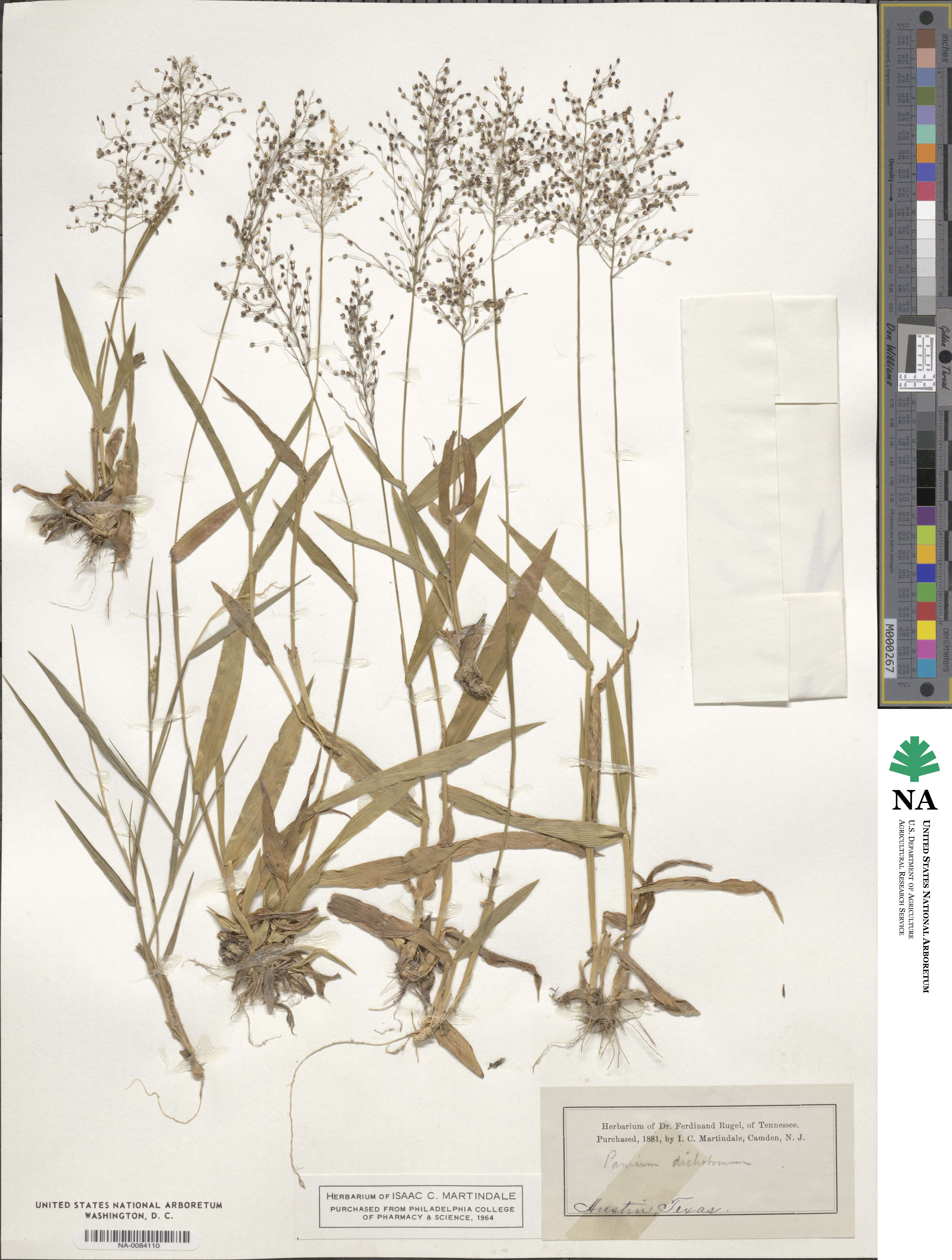Panicum image