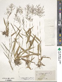 Panicum dichotomum image