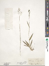 Panicum dichotomum image