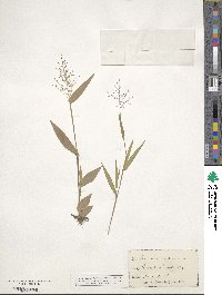 Panicum dichotomum image