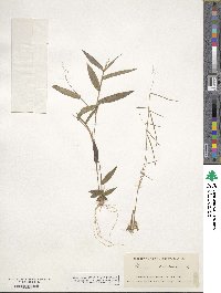 Panicum dichotomum image