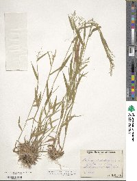 Panicum dichotomum image