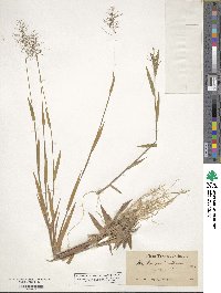 Panicum dichotomum image