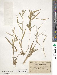 Panicum dichotomum image