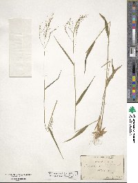 Panicum dichotomum image