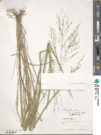 Panicum dichotomiflorum image