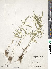 Panicum dichotomum image