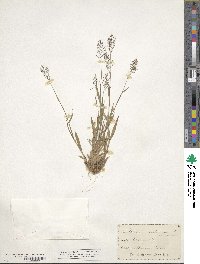 Panicum dichotomum image