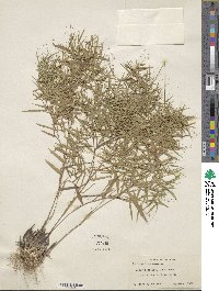 Panicum dichotomum image