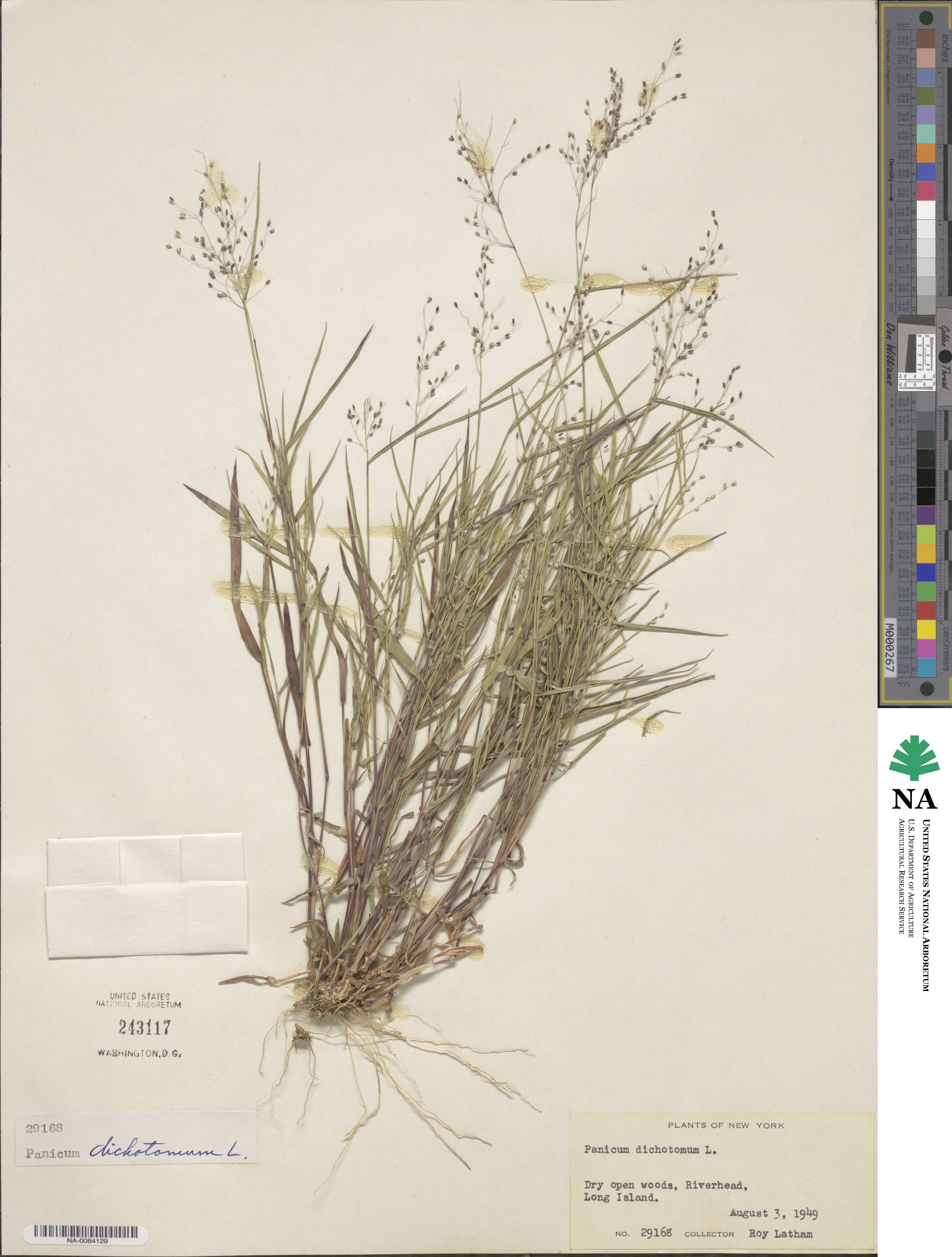 Panicum dichotomum image