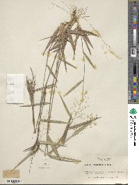 Panicum commutatum image