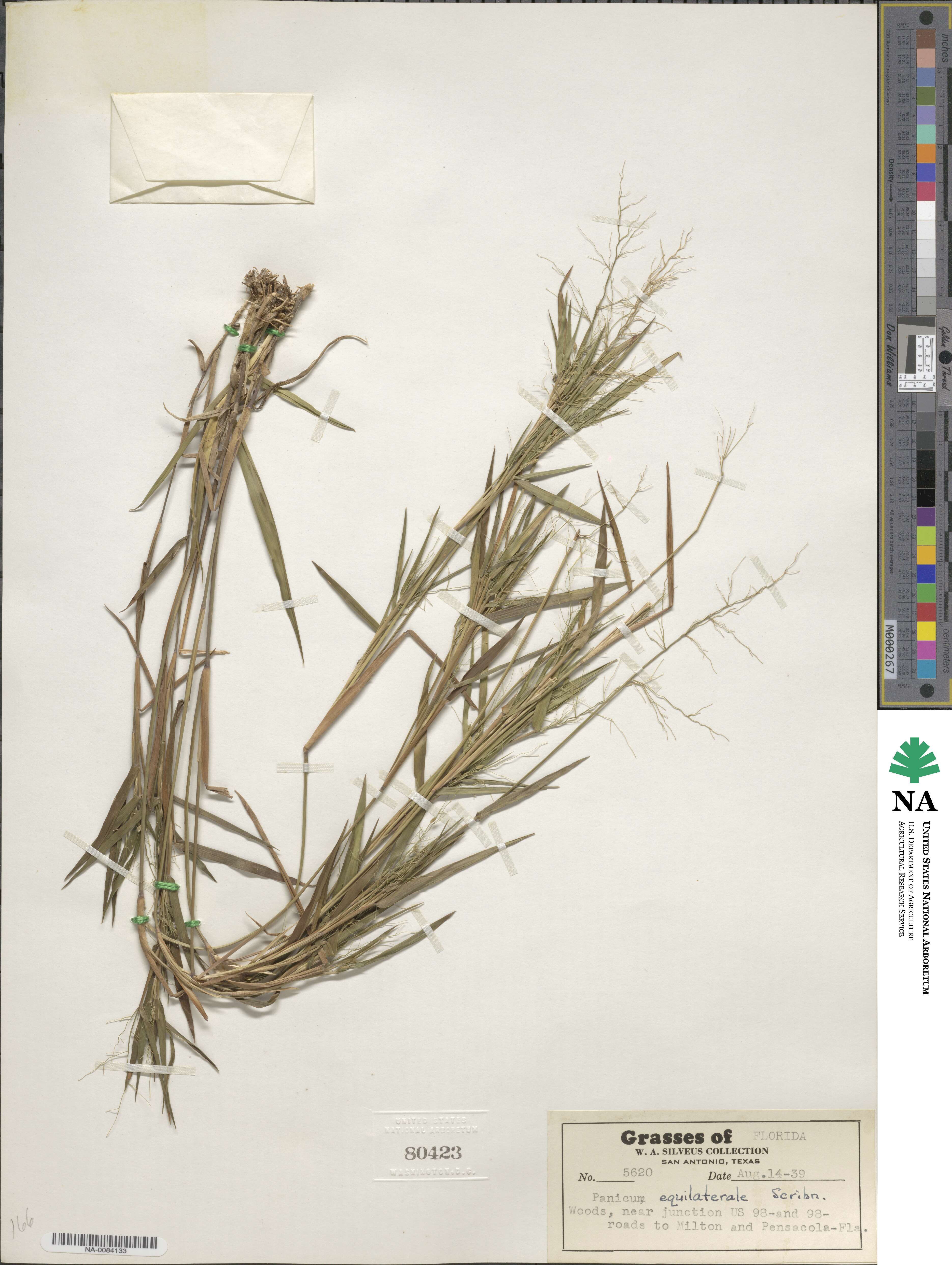 Panicum commutatum image