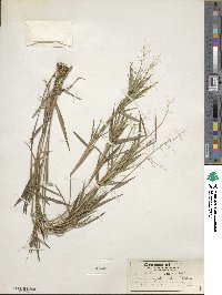 Panicum commutatum image