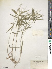 Panicum commutatum image