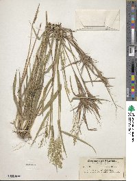 Panicum commutatum image