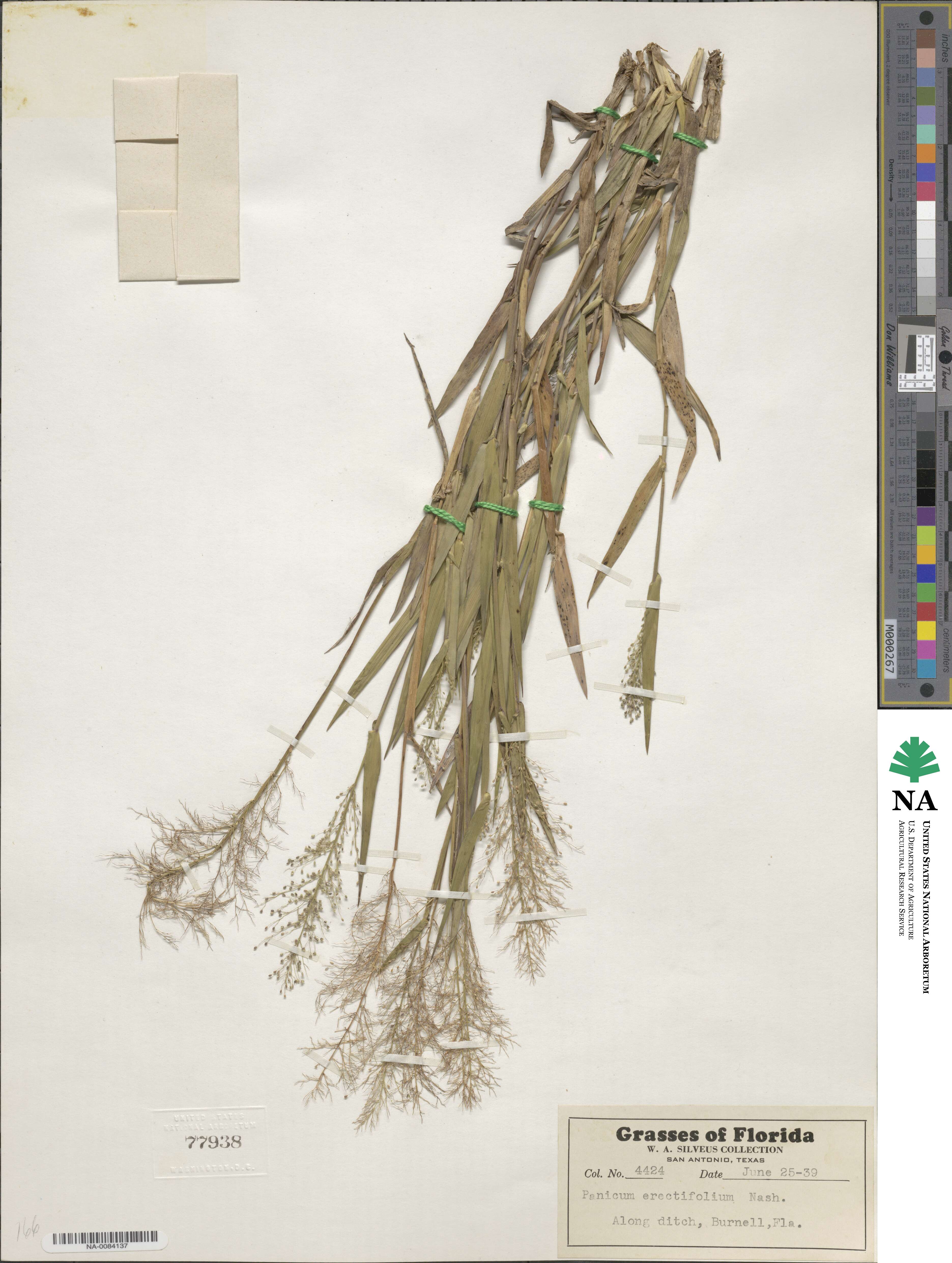 Dichanthelium erectifolium image
