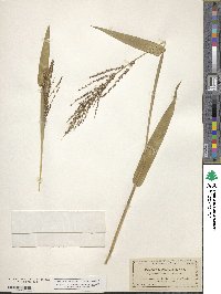 Urochloa fusca image