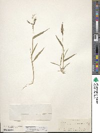 Urochloa fusca image