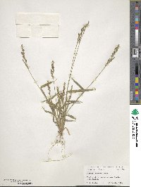 Urochloa fusca image