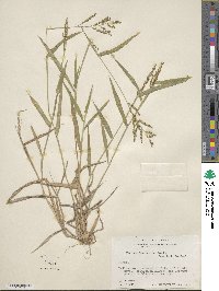 Urochloa fusca image