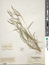 Urochloa fusca image