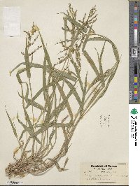 Urochloa fusca image