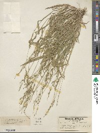 Urochloa fusca image