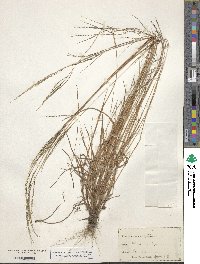 Digitaria filiformis image