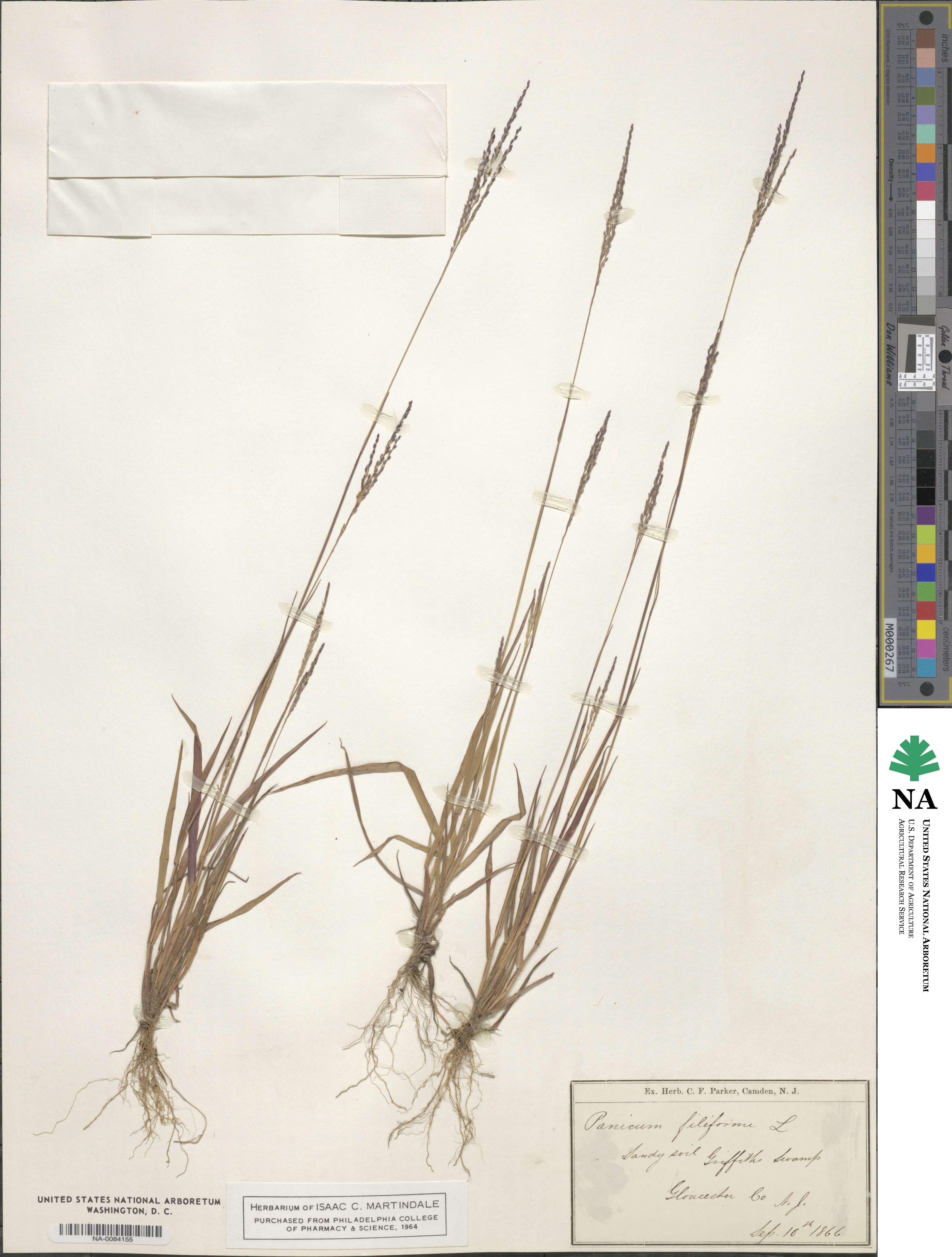 Digitaria filiformis image
