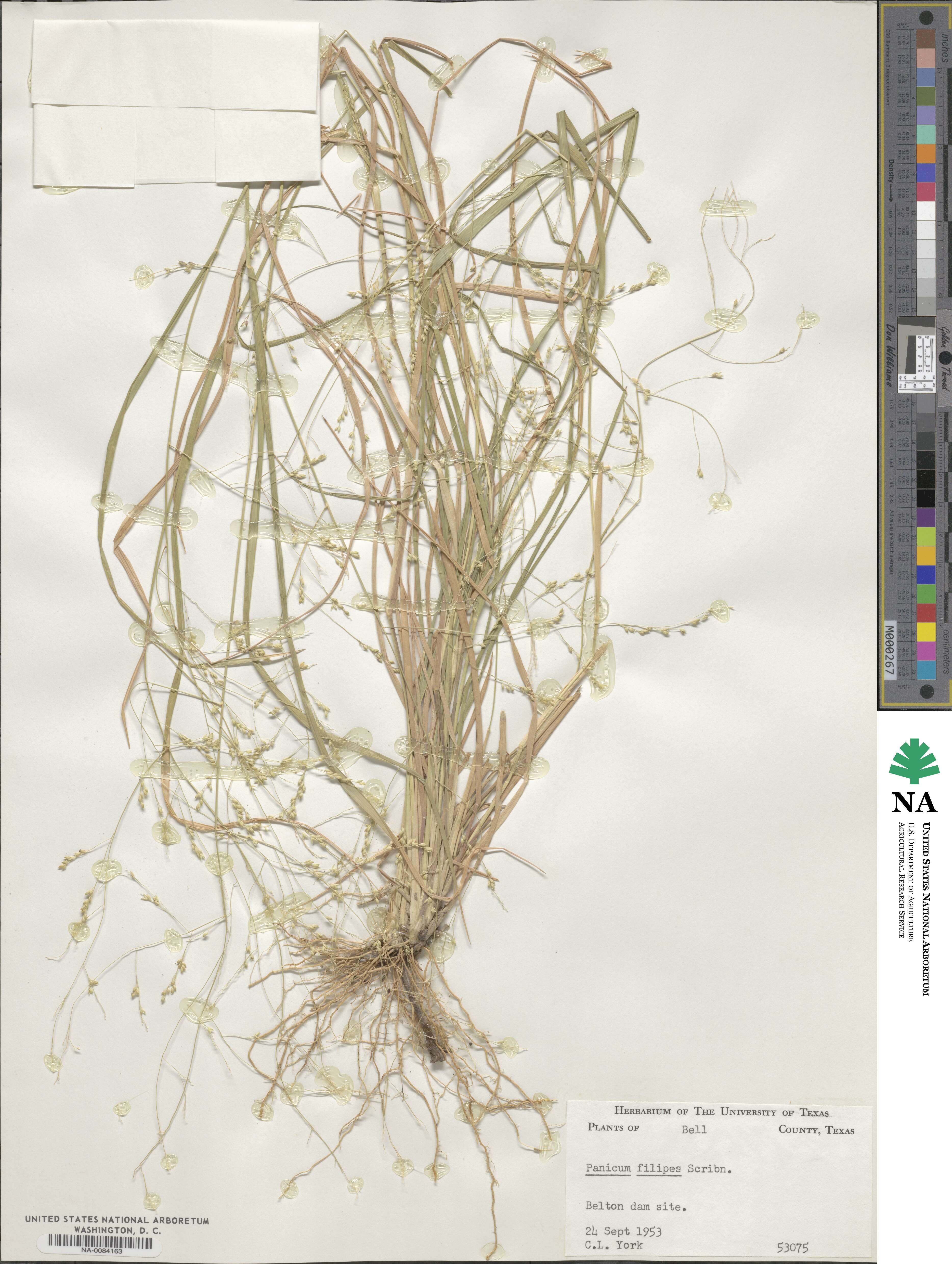 Panicum hallii image