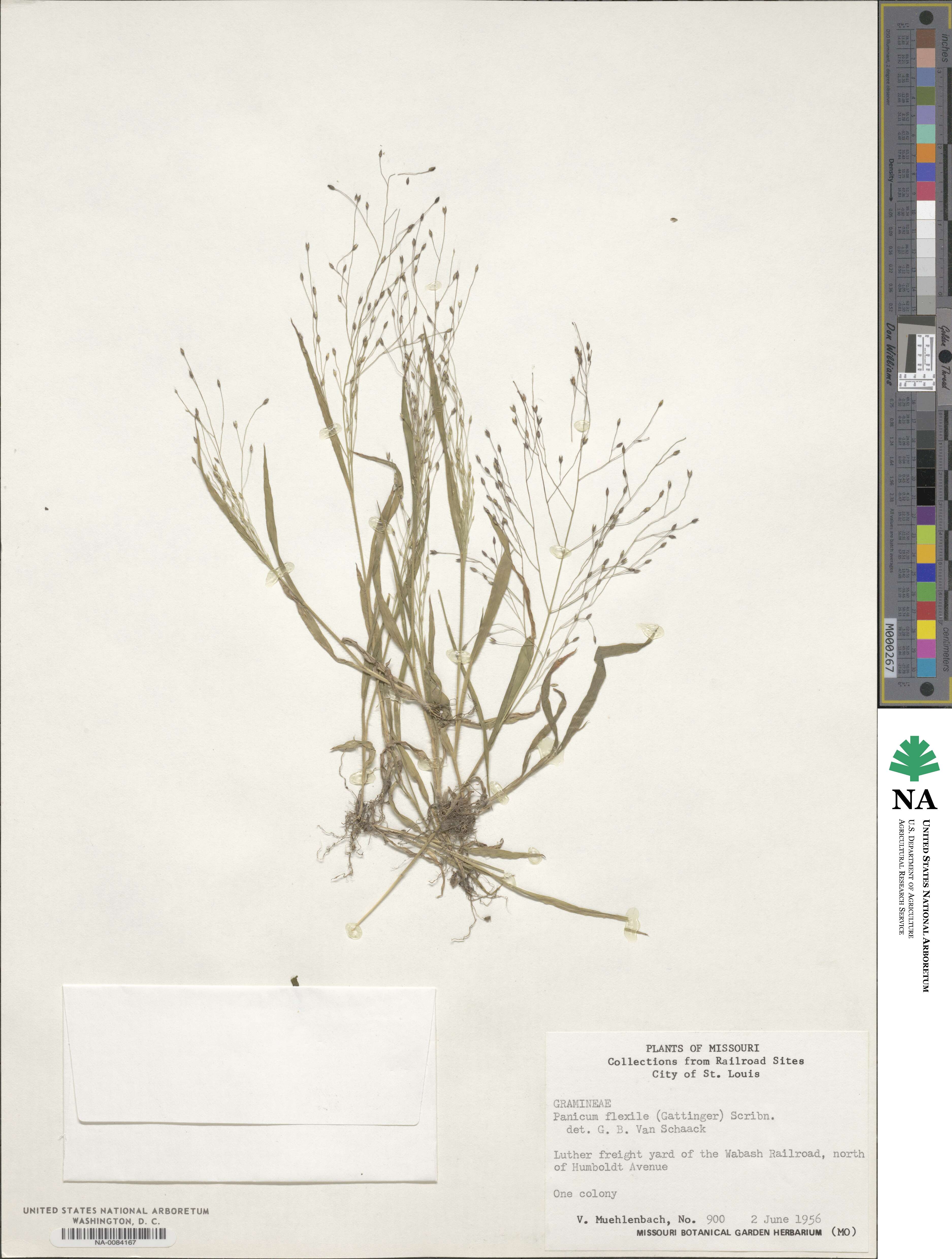 Panicum flexile image