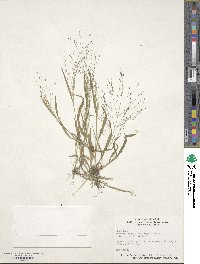 Panicum flexile image