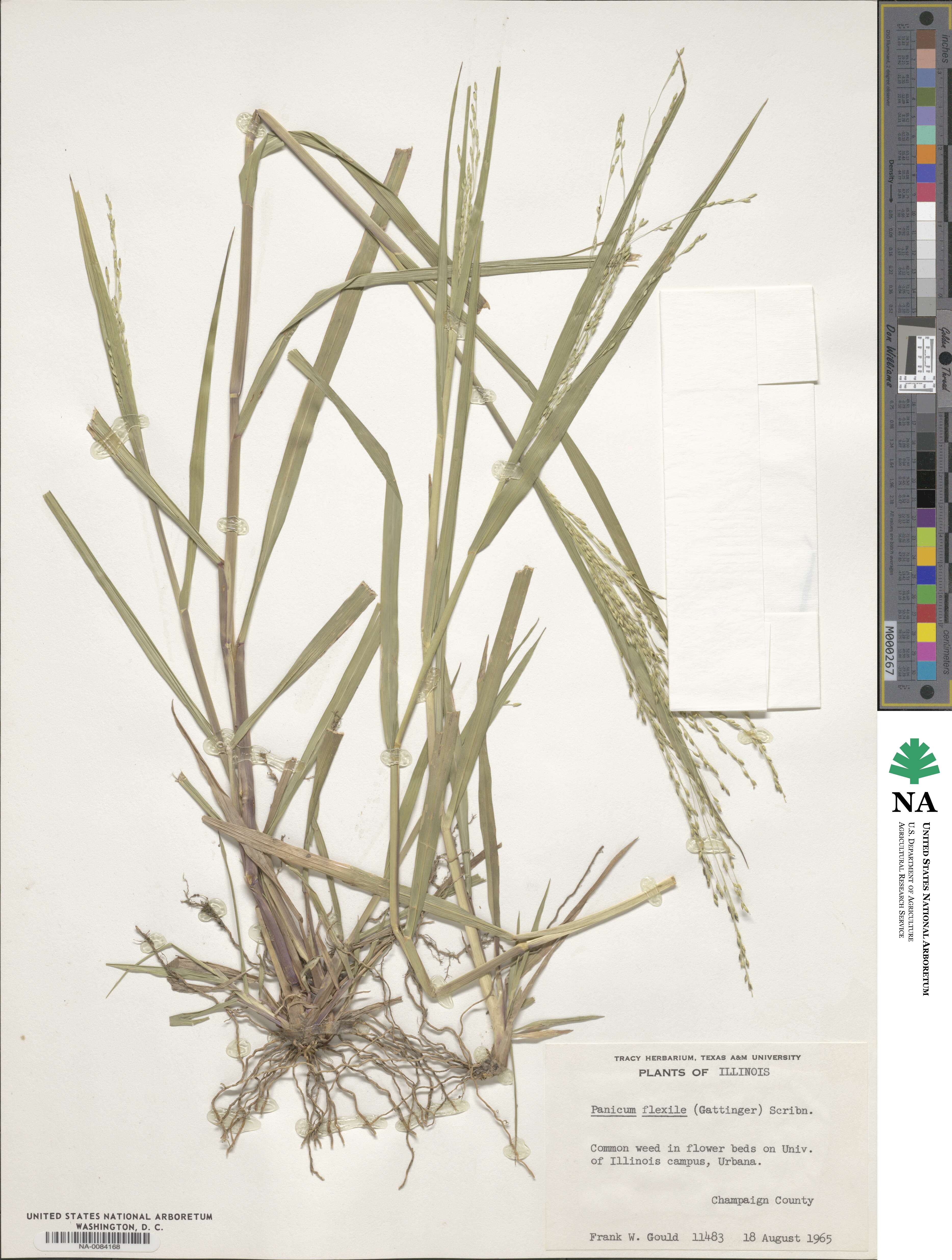 Panicum flexile image