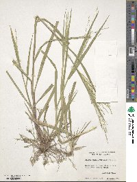 Panicum flexile image