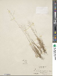 Panicum flexile image